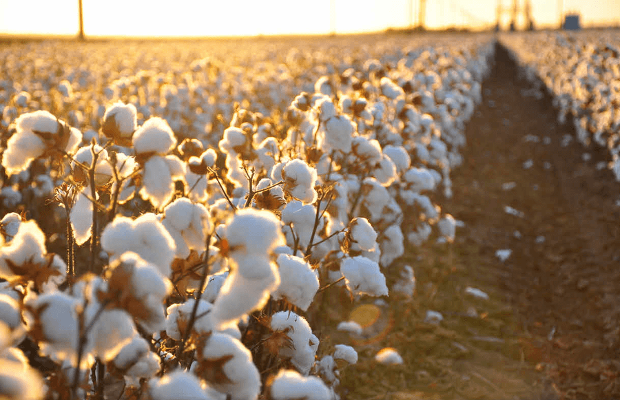 Giza cotton field